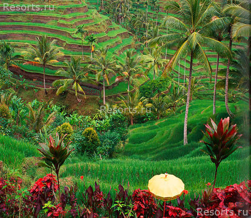 Amandari Ubud resort 46